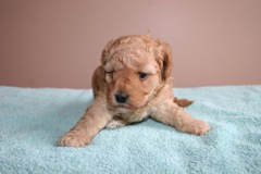 Blue Girl, week 4, 2lb 12oz<br>
 