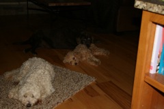 Lacey and Gracie<br>
 