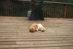 Sleeping with her buddy<br>
 