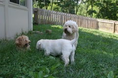 Lacey, Alayna, and Gracie<br>
 
