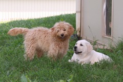 Lacey and Alayna<br>
 