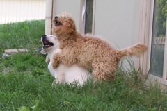 The are best buddies.<br>
 