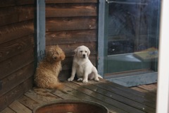Lacey and Alayna<br>
 