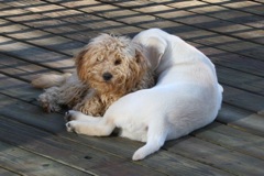 Lacey and Alayna<br>
 