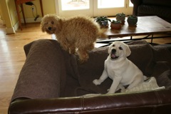 Lacey and Alayna<br>
 
