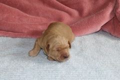 Blue Boy, week 02, 1lb 8oz<br>
 