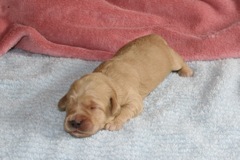 Blue Girl, week 02, 1lb 4oz<br>
 