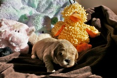 Blue Girl, week 03, 2lb 5oz<br>
 