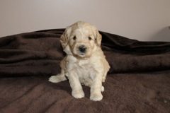 Blue Girl, week 05, 4lb 2oz<br>
 