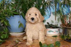 Blue Girl, week 08<br>
 