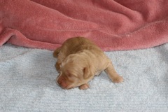 Purple Boy, week 02, 1lb 3oz<br>
 
