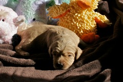 Blue Boy, week 03, 2lb 8oz<br>
 