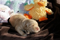 Purple Boy, week 03, 2lb 3oz<br>
 