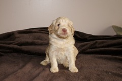 Purple Boy, week 05, 4lb 2oz<br>
 