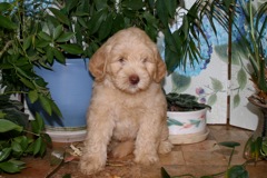 Purple Boy, week 08<br>
 