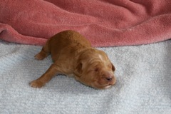 Red Boy, week 02, 1lb 6oz<br>
 