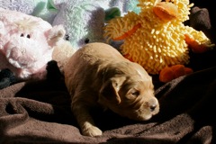Red Boy, week 03, 2lb 8oz<br>
 