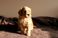Red Boy, week 06<br>
 