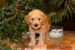 Red Boy, week 07<br>
 