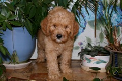 Red Boy, week 08<br>
 