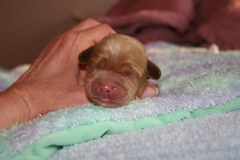 Teal Boy, week 01, 12.1oz<br>
 