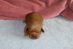 Teal Boy, week 02, 1lb 7oz<br>
 