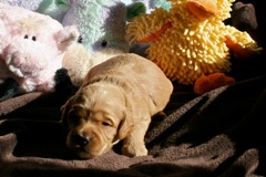 Teal Boy, week 02, 2lb 8oz<br>
 