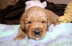 Teal Boy, week 04, 3lb 3oz<br>
 