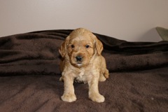 Teal Boy, week 05, 4lb 15oz<br>
 