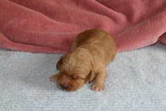 Yellow Boy, week 02, 1lb 10oz<br>
 