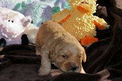 Yellow Boy, week 03, 2lb 15oz<br>
 