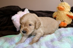 Yellow Boy, week 04, 3lb 11oz<br>
 