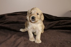 Yellow Boy, week 05, 4lb 13oz<br>
 