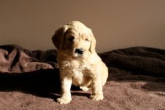 Yellow Boy, week 06<br>
 