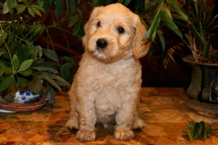Yellow Boy, week 07<br>
 