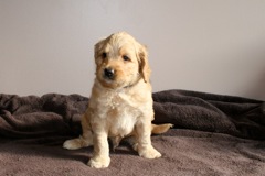 Blue Boy, week 06<br>
 