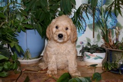 Yellow Boy, week 08<br>
 
