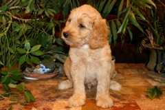 Blue Boy, week 07<br>
 