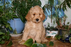 Blue Boy, week 08<br>
 