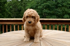 Blue Boy, week 10<br>
 