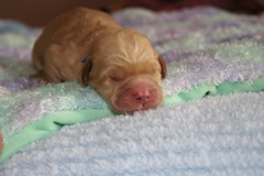 Blue Girl, week 01, 12.8oz<br>
 