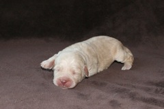 Red Girl, week 2, 1lb<br>