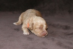 Orange Girl, week 2, 1lb 2oz<br>