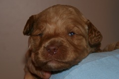 Orange Girl, week 3, 1lb 8oz<br>