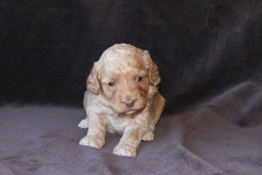 Orange Girl, week 4, 2lb 5oz<br>