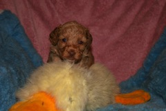 Orange Girl, week 5, 3lb 2oz<br>