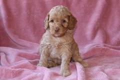 Orange Girl, week 6, 3lb 14oz<br>Available Now