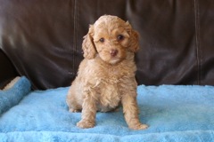 Orange Girl, week 8, 4lb 2oz<br>Home to Kentucky