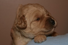 Yellow Girl, week 3, 1lb 15oz<br>
