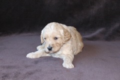Yellow Girl, week 4, 2lb 12oz<br>